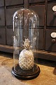 Decorative, old 
cylinder-shaped 
French glass 
Dome / Globe on 
a black wooden 
base for 
exhibition. ...