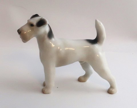 Bing & Grondahl. Rough-haired Fox terrier. Model 2072.  Length 10 cm. (1 
quality)