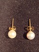 ear plugs 14k 
gold
6 m / m 
saltwater pearl