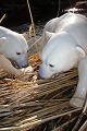 B&G figurine 
porcelain. 
Polar bear no. 
1857. Length 36 
cm. Height 22 
cm. 14 1/8 
inches. 8 5/8 
...