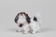 Little figure 
of a dog nr. 
1146
Height 6,5 cm 
- length 8 cm
1. quality - 
Nice condition