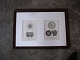 Old fine carved wooden frame , framed with 2 pcs. , 1700 century engravings of seashells. ...