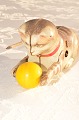 Tin toy  Wind 
up cat, playing 
with ball, 
Length 12 cm. 
By  Köhler 
Germany ca. 
1955. Fine ...