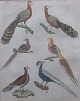 Hand-colored 
copper 
engravings with 
birds, 19th 
century. German 
edition. Theme: 
Chinese bird. 
22 ...