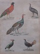 Hand-colored 
copper 
engravings with 
birds, 19th 
century. German 
edition. Theme: 
Pheasants, etc. 
...