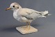 Taxidermy: Gull 
- young bird, 
h: 10 cm