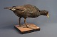 Taxidermy: 
Coot, H: 27 cm