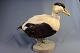 Taxidermy: 
Eider, h: 33 cm