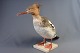 Taxidermy: 
red-breasted 
merganser, h: 
33 cm