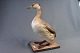 Taxidermy: 
grebe, h: 32 cm