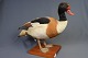 Taxidermy: 
shelduck, h: 33 
cm