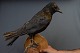 Taxidermy:  
raven mounted 
on a wall 
hanging of 
wood, h: 42 cm