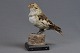 Taxidermy: snow 
bunting, h: 13 
cm