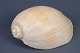 Conch, h: 14 
cm, L: 28 cm, 
d: 19 cm