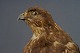 Taxidermy: 
Buzzard:  
mounted on 
branch, h: 58 
cm