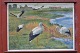 Outlook Board 
with wooden 
sticks: Storks, 
Image 
dimensions: 60 
x 90 cm