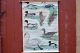 Outlook Board 
with wooden 
sticks: 
Swimming Birds, 
Image 
dimensions: 66 
x 93 cm