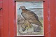 Outlook board 
with wooden 
sticks: 
White-tailed 
Eagle, Image 
dimensions: 65 
x 83 cm