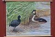 Outlook board 
with wooden 
sticks: Coots 
and grebes, 
Image 
dimensions: 71 
x 94 cm