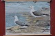 Outlook board 
with wooden 
sticks: Gulls, 
Image 
dimensions: 72 
x 95 cm, NB 
damage in the 
paper!