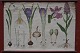 Outlook board 
with wooden 
sticks: 
Snowdrop, 
picture 
Dimensions: 68 
x 100 cm