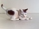 Dahl Jensen, 
Kitten playing 
# 1013, 7cm 
high, 13cm 
wide, 1.Sorting 
* Perfect 
condition *