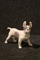 Royal 
Copenhagen 
porcelain 
figure of small 
dog , a Boston 
terrier.
1.Quality. 
Decoration ...