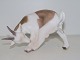 Bing & Grondahl 
figurine, goat.
The factory 
mark tells, 
that this was 
produced 
between 1962 
...