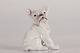 Bing & Grøndahl 
figurine
Bulldog french 
bullie no 1983 
by Dahl Jensen
Height 12,5 cm 

1. ...