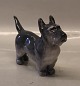 Royal 
Copenhagen 2853 
RC Terrier 
Standing KK 
1927 14 x 21 cm 
In mint and 
nice condition 
Knud Kyh