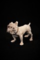 Bing & Grondahl 
(B&G) porcelain 
figure of 
Bulldog.
Decoration 
number: 1676.
Factory 1st 
...
