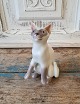 B&G figure - 
Siamese cat 
No.2464, 
Factory first. 
Height 14 cm.