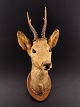 Head mounted  
deer nice 
condition Nr. 
446120