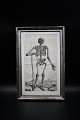 1700 century engraving of human anatomy of the body framed in the 1800 century silver frame with ...