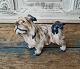 Dahl Jensen 
figure - 
Diamond Terrier 

No. 1004, 
Factory first
Height 11 cm. 
Length 15 cm.
