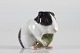 Bing & Grøndahl 
Figurines
Guinea pig no. 
2499
With stamp 
from the period 
1970 until ...
