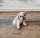 Dahl Jensen 
English Bulldog 
puppy 
No. 1139, 
Factory first
Height 6.5 cm.