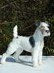 Bing & Grondahl 
figurine. B&G 
Terrier no. 
1998. Height 14 
cm. Length 17 
cm. 5 1/2 
inches. 6 ...