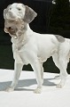 Bing & Grondahl 
figurine, 
hunting dog, 
Setter with 
bird no. 2015. 
Length 30 cm. 
11 13/16 
inches. ...
