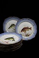 12 pcs. Royal 
Copenhagen 
dinner plate 
decorated with 
fish motifs 
(12 
different), 
blue-painted 
...