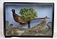 Painted display 
cabinet with 
pheasants from 
around the 
1960s.
Dimensions in 
cm: H:58 W:90 
D:27

