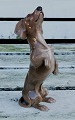 Figure in porcelain by Dahl Jensen for Bing & Gr&#65533;ndahl: "Begging dachshund" standing on ...