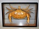 Stuffed crab. 
Mounted in 
display case, 
20th century 33 
x 23 x 7 cm.