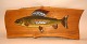 Grayling stuffed, 
mounted on 
board. The fish 
itself, L .: 40 
cm. With a 
width of 57 cm. 
Text on ...