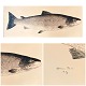 Large 
rectangular art 
print on 
watercolor 
paper. 
Reproduction 
1:1 of salmon 
weighing 19 kg, 
...