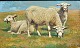 Steffensen, Poul (1866 - 1923) Denmark: Three sheep in a field. Oil on canvas. Signed: P. St ...