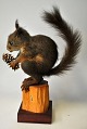 Stuffed 
squirrel, 
Sciurus 
vulgaris, 20th 
century 
Denmark. 
Mounted on 
wooden board 
and piece of 
...