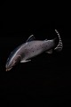 Bing & Grondahl 
porcelain 
figure of a 
salmon trout.
Height: 9.5cm. 
L: 21.5cm. 
Decoration ...