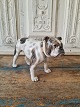 B&G figure - 
rare English 
Bulldog 
No. 2082, 
Factory first
Height 14 cm. 
Length 22 cm.