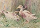 John Murray 
Thompson 
(1885-1974), 
British artist.
Watercolor on 
paper. 
Ducks in a ...
